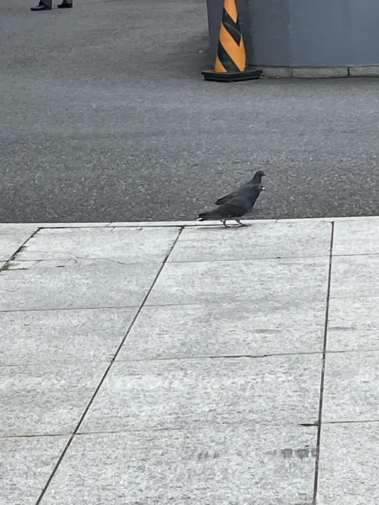 2026年5月15日の写真